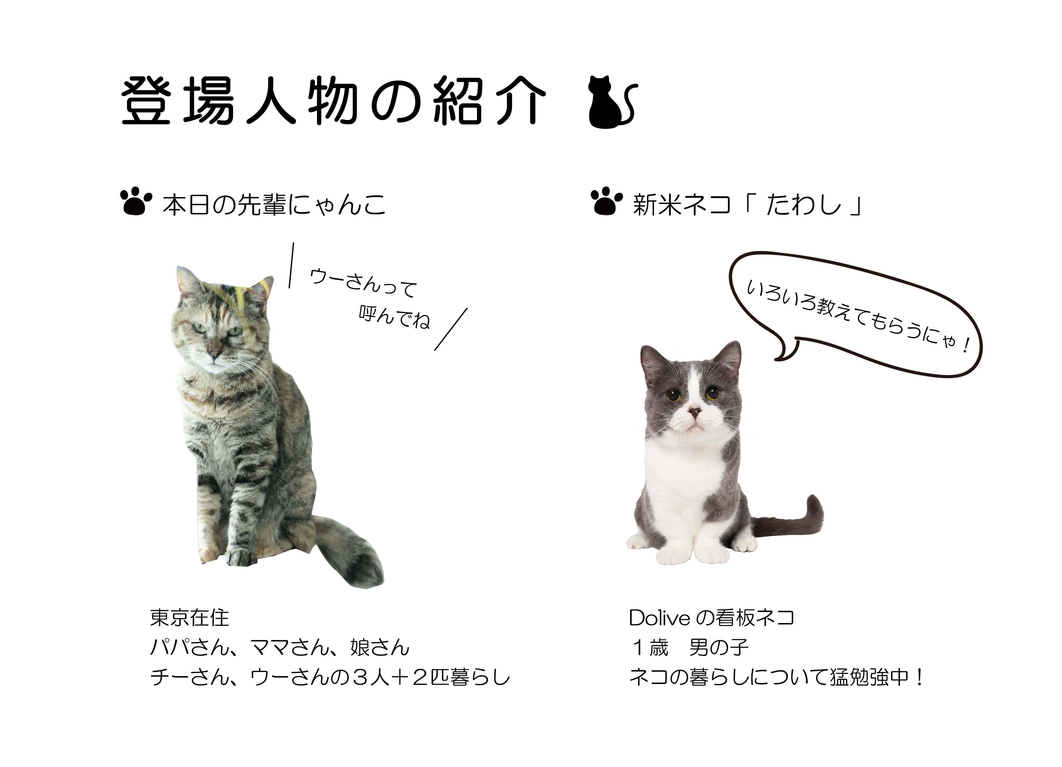 猫は人間用のインテリアが好き！？ −Gatos Apartment【後編 