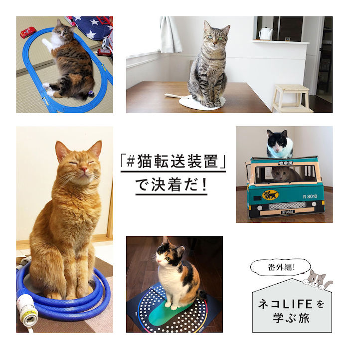 たわしが行く 猫lifeを学ぶ旅 番外編 猫転送装置 で決着だ Dolive ドライブ