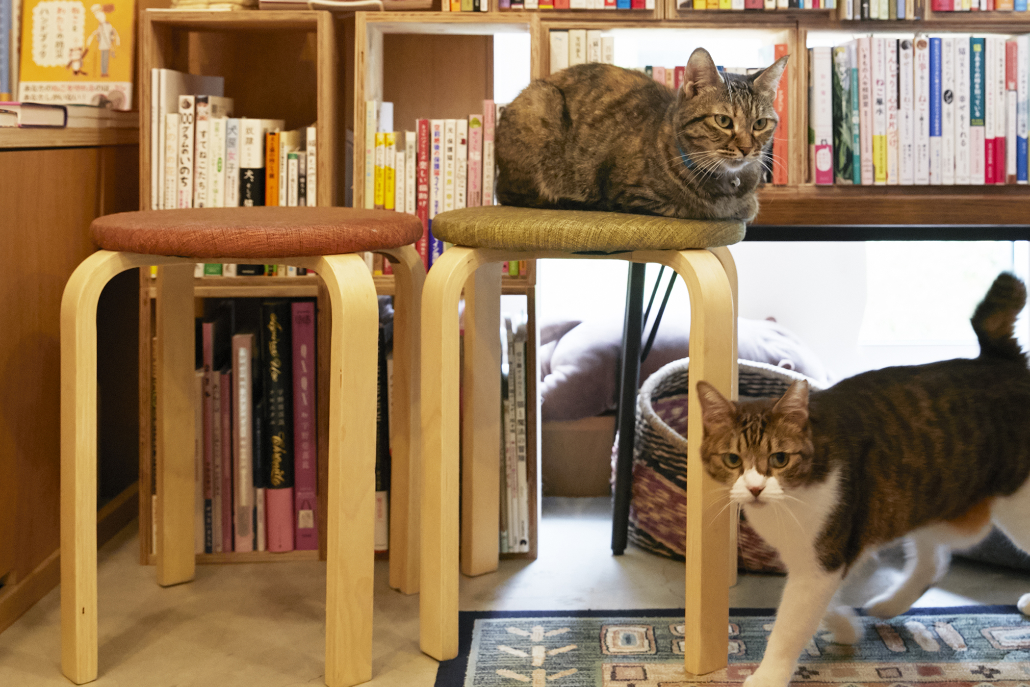 猫,猫LIFE,Cat’s Meow Books,看板猫