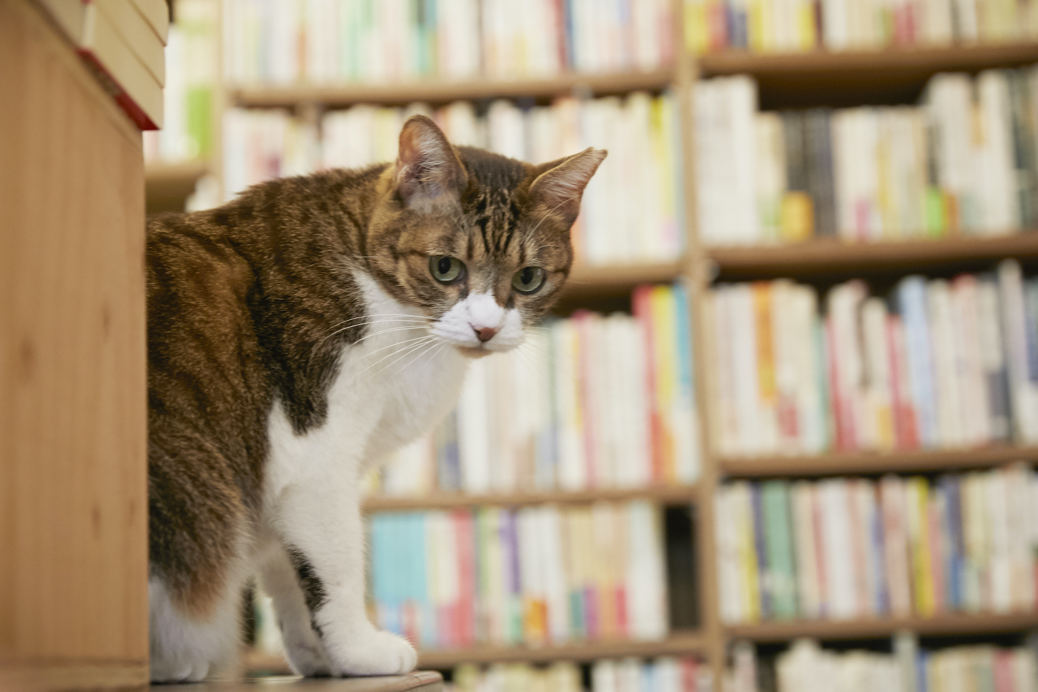 猫,猫LIFE,Cat’s Meow Books,看板猫