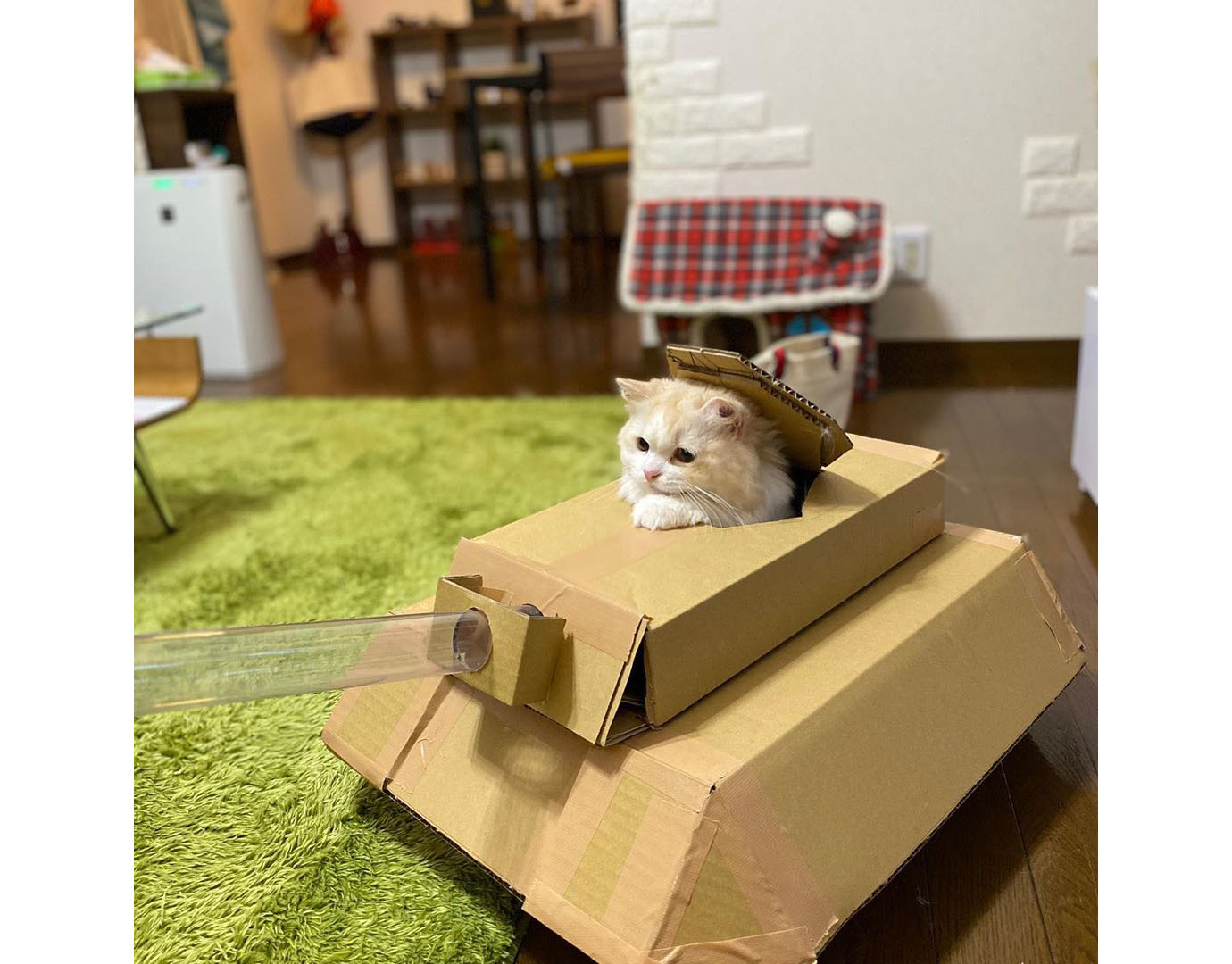 たわしが行く 猫lifeを学ぶ旅 番外編 猫戦車 ってなんだ Dolive ドライブ